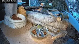 Viel los, Kohlmeise, Blaumeise, Amsel und Kernbei&szlig;er bedienen sich am Katzenfutter (11.01.2026) 