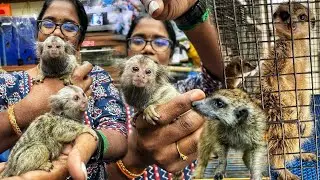தெறிக்க விடும் Pocket Monkey  மற்றும் Meerkat | Karnataka Aquarium, Bengaluru | Part-1