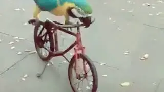 Parrot Ride on bicycle |