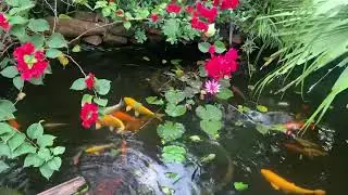 Không gian yên bình - Hồ cá nhỏ