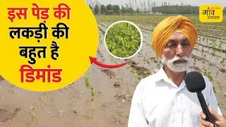 Poplar Plant Farming : इस पेड़ से प्रति हेक्टेयर 8 से 10 लाख रुपये की कमाई | Gaon Junction LIVE