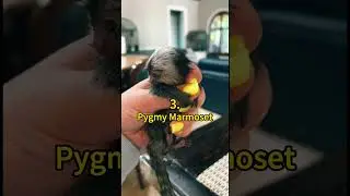 5 of the Smallest Mammals in the World 😲 | Crazy Facts | Amazing Facts | Cute Animal Facts