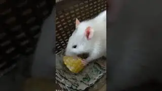 Rats love corn on the cob