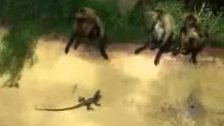 Monkeylizard.wmv