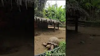 alric's safari adventure #music #toddler #safari #adventure #prebirthday #vacation #familytravel