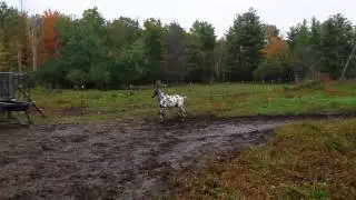 FOR SALE Dream Makers Shira Black leopard Appaloosa filly Beautiful movement