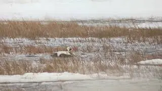 Spectacled Eider, Barrow, Alaska, June 2018