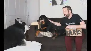 BarkBox March 2024 | Unboxing & Review | Bow Wow Bayou