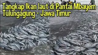 LUAR BIASA!! TANGKAP IKAN LAUT DENGAN JARING TARIK DI PANTAI MBAYEM TULUNGAGUNG JAWA TIMUR