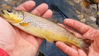 Fly fishing🎣Kirkby Stephen club waters on the river eden#flyfishing #trout #grayling unedited video