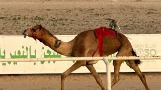 العنود / سعد بن بوبح المري