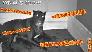 加纳利大半夜凶性爆发，对亲生孩子痛下毒手，20天幼犬差点被咬死