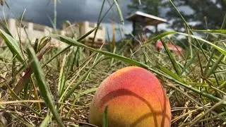 Central Georgia farmers speak out on potential ICE raids prior to peach season
