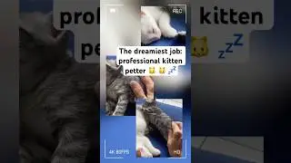 The Ultimate Stress Relief: Petting Sleeping Kittens. 😴🐾