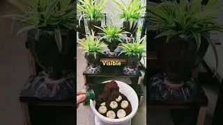 flowersHow to grow saffron bulbs.growing flowers