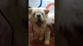 #THE PET'S CLUB # PLEASE SHARE AND SUBSCRIBE OUR CHANNEL #CHOWCHOW