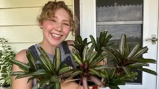 Plant Pups: How to Propagate Bromeliads & Succulents