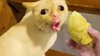 Funny actions of cats 🤣 Best Funny Animal Videos 😂