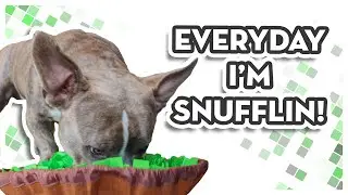 Cute American Bully Puppy Snuffles | Awoof Snuffle Mat For Dogs Review