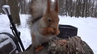 Голодная знакомая белка / A hungry familiar squirrel