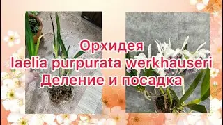 Орхидея laelia purpurata werkhauseri  . Деление и посадка .