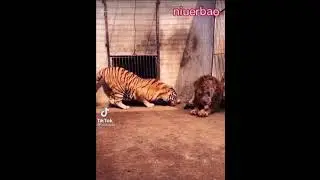 Tigre peleando con leon