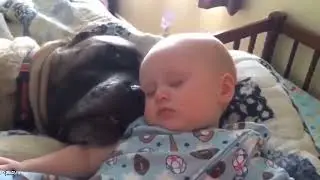 Irresistible Joy: Dogs and Babies Collide in Hilarious Chaos