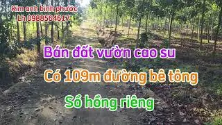B&aacute;n đất vườn cao su dt 1ha67 c&oacute; 109m đường b&ecirc; t&ocirc;ng x&atilde; ph&uacute; trung ph&uacute; ri&ecirc;ng b&igrave;nh phước cũ 0988564617 