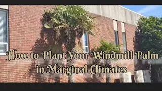 How To Plant Your Windmill Palm to Ensure Longevity in Marginal Climates