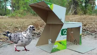 Really Creative Trap Using Cardboard Box - The Best Unique Trap And Processing 100%