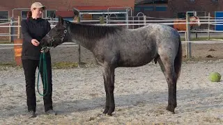 Halter Klassen Training für dein Jungpferd