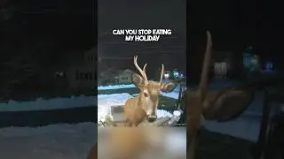 Ее камера дверного звонка поймала оленя с поличным 😂