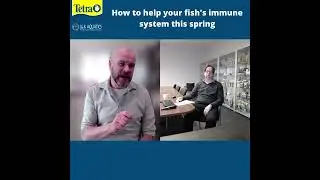 How to help your fish's immune system this spring.