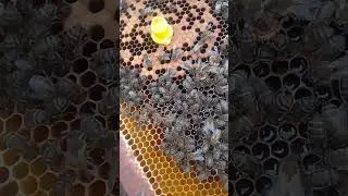 كيفية تقسيم طرد باستخدام ملكة عذراء