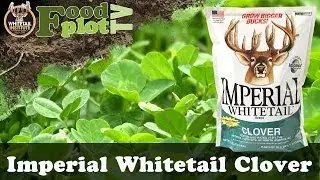 Whitetail Institute Imperial Whitetail Clover Food Plots