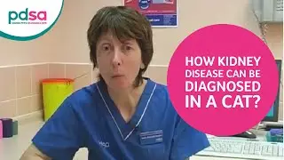 PDSA Vet Advice: How Kidney Disease Can Be Diagnosed In A Cat