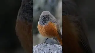 Eastern Black Redstart # Redstart #FZ1000 #birds