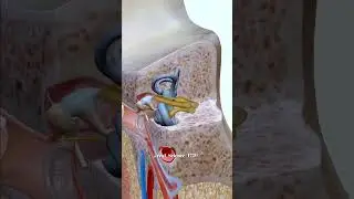Ear Anatomy | Inside the ear | 3D Human Ear Animation #shorts
