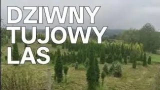 Dziwny tujowy zagajnik