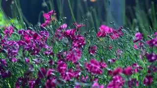 flowers720p