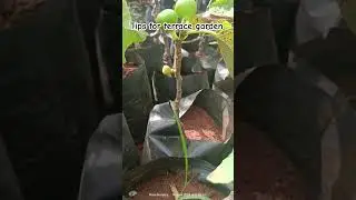 useful tips for fruits for terrace garden #tamil #gardening #rosenursery #healthydiet #flowers#new