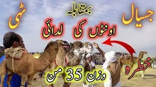 Jaisal Oont Fight Competition | 35 Mann Weight Camels | Dangerous Camel Fight 2026