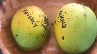 Беверли Манго &mdash; Дегустация манго из Флориды