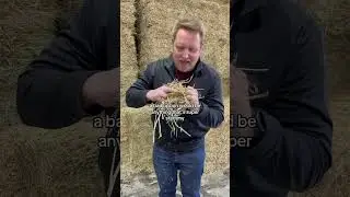 The best forage option for your horse! #forageforhorses #horsehay #horsenutrition