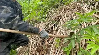 挖野生黄精来啰！了解它的习性简单收获，上货