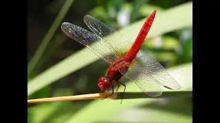 Dragonfly Sounds
