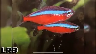 EASY DIY Spawning Mops for Breeding Aquarium Fish