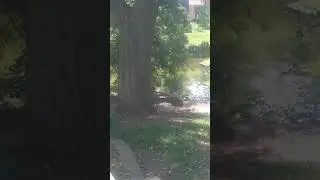 Blue heron in Shakespeare's garden.