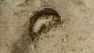Colorized video of Cicadas in brood 10 of 1936