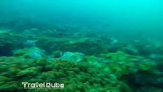 Churna Island | Marine life in pakistan | Scuba diving @ coral reefs of churna Island